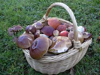 champignons