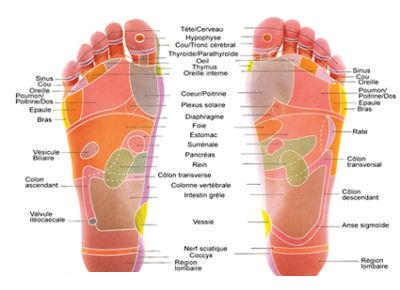 shema reflexologie