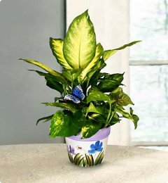 Des astuces naturelles pour prendre soin des plantes vertes à la maison